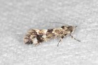 Denisia lutea
