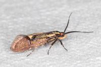 Esperia sulphurella