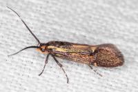 Esperia sulphurella