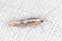 Plutella xylostella