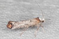 Pseudoswammerdamia combinella