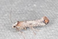 Pseudoswammerdamia combinella