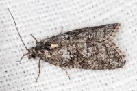 Cnephasia