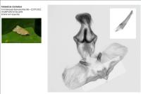 Paramesia gnomana
