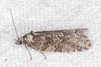 Cnephasia
