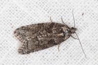 Cnephasia