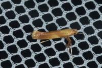 Caloptilia robustella