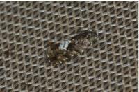 Pammene argyrana