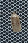 Agonopterix ocellana