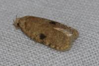 Agonopterix propinquella