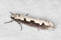 Ethmia bipunctella