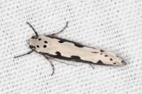 Ethmia bipunctella