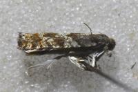 Epinotia pygmaeana