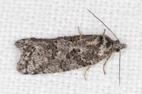 Cnephasia cupressivorana