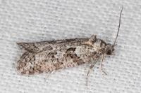 Cnephasia cupressivorana