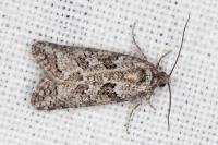 Cnephasia cupressivorana