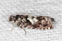 Pammene argyrana