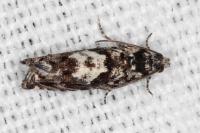 Pammene argyrana