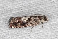 Pammene argyrana