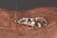 Denisia lutea