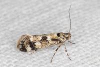 Denisia lutea