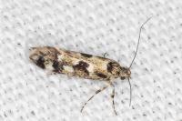 Denisia lutea