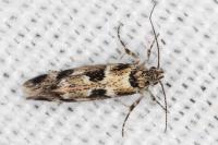 Denisia lutea