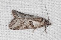 Cnephasia cupressivorana