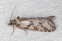 Cnephasia cupressivorana