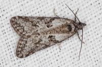 Cnephasia cupressivorana