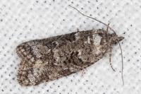 Cnephasia cupressivorana
