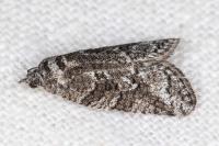 Cnephasia cupressivorana