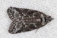 Cnephasia cupressivorana