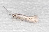 Elachista maculosella