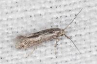 Elachista maculosella