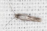 Elachista maculosella