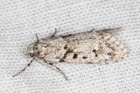 Diurnea fagella