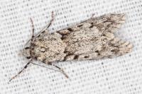 Diurnea fagella