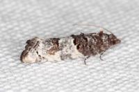 Phaneta pauperana