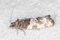 Phaneta pauperana