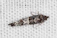 Phaneta pauperana