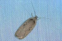 Agonopterix yeatiana