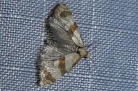 Phalonidia contractana