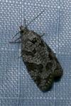 Cnephasia genitalana