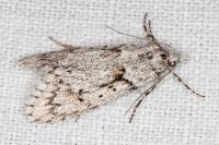 Diurnea fagella