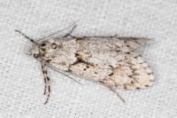 Diurnea fagella