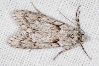 Diurnea fagella