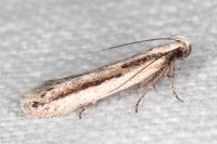 Mirificarma interrupta