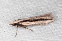 Mirificarma interrupta