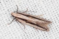 Mirificarma interrupta